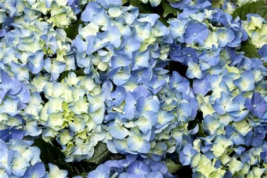 Hydrangea macrophylla, blau