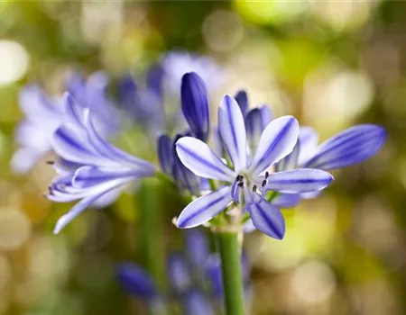 Schmucklilien im Topf - Tipps zum Umtopfen