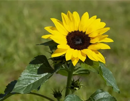 Sonnenblume richtig einpflanzen