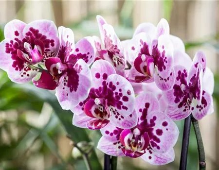 Gartenkalender Januar 2026