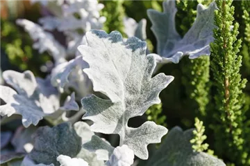 Klimazonen im Garten schaffen