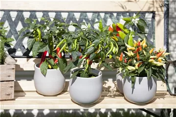 Ein ganzer Garten auf dem Balkon