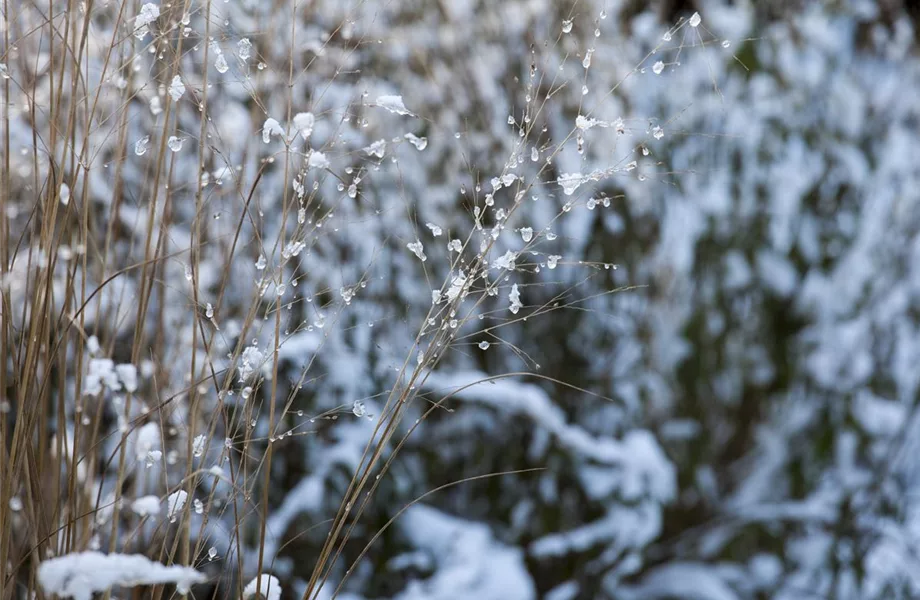 Gräser – vielseitig und schön