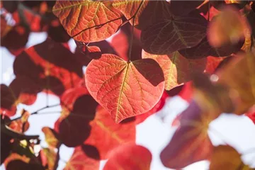 Überschüssiges Laub sinnvoll einsetzen