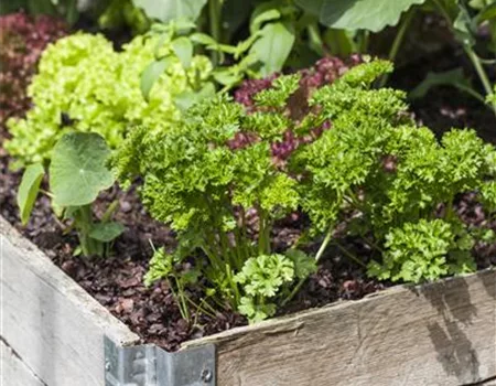 Das DIY-Hochbeet