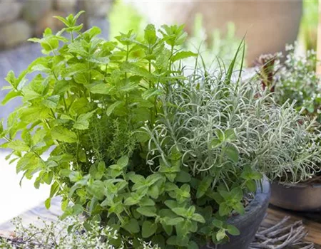Gartentipps April 2025