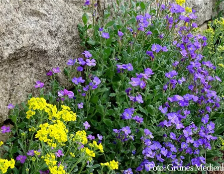 Polsterstauden - Frühaufsteher im Beet