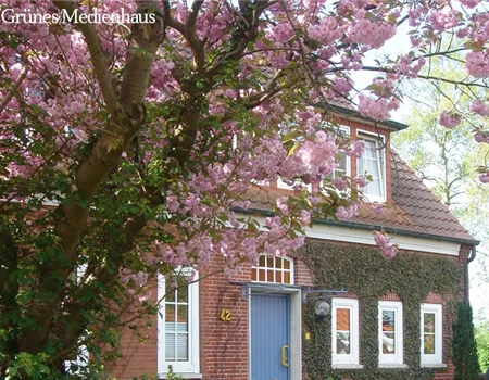 Zierkirschen - Des Frühlings schönste Seiten