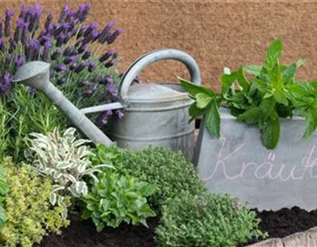 Heimische Kräuterküche