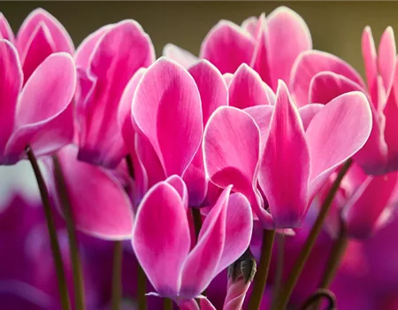 Gartentipps im Oktober