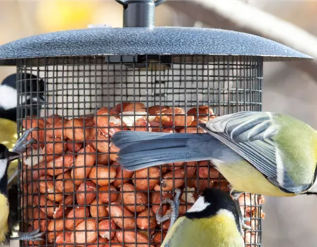 Hausmannskost für Hungerleider