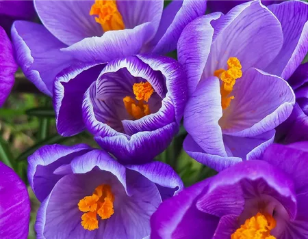 Gartenkalender Februar 2026