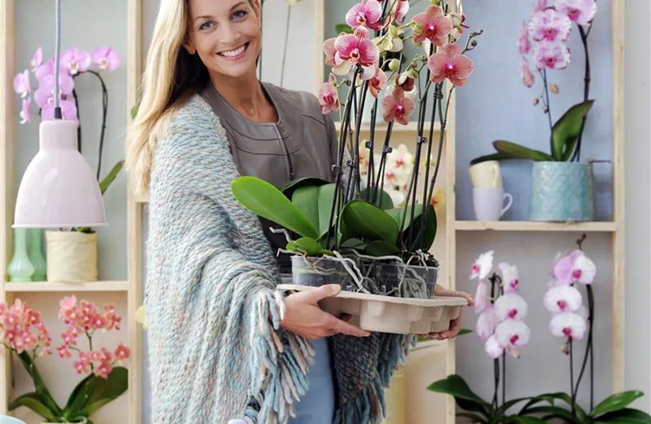 Pflanze des Monats Januar 2026: Phalaenopsis