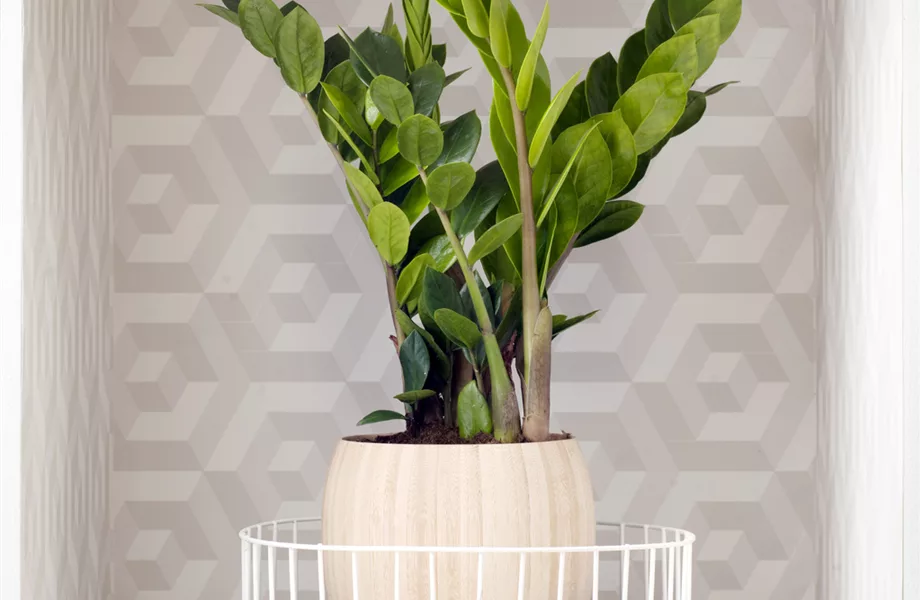 Pflanze des Monats Februar 2024: Zamioculcas