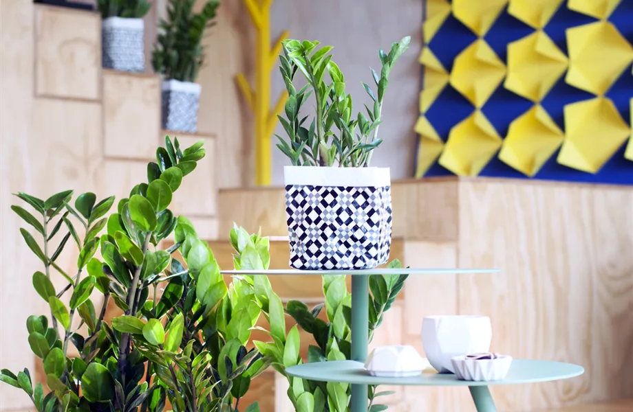 Pflanze des Monats Februar 2024: Zamioculcas