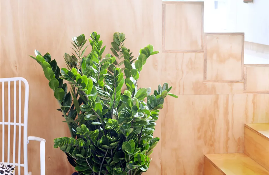 Pflanze des Monats Februar 2024: Zamioculcas