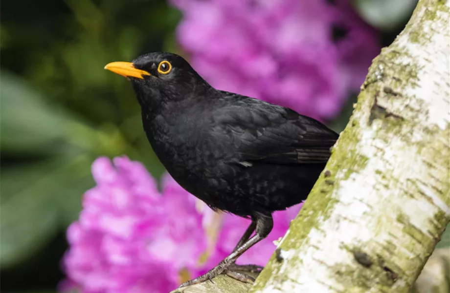 Wildvögel