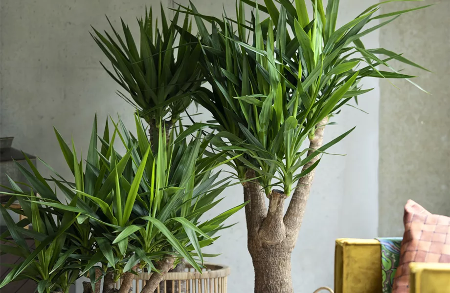 Pflanze des Monats Dezember: Yucca