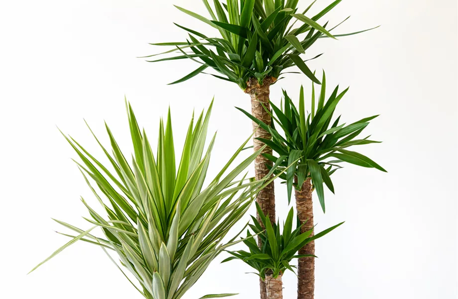 Pflanze des Monats Dezember: Yucca