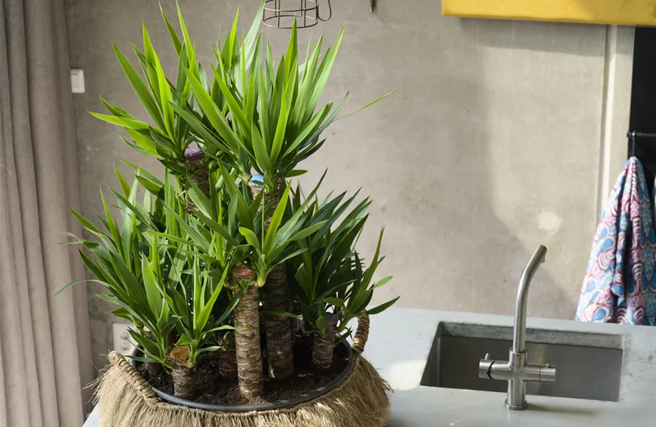 Pflanze des Monats Dezember: Yucca