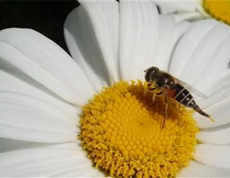 Gartentipps im Mai