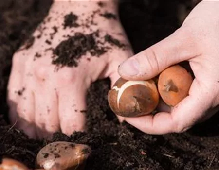 Gartentipps im Oktober