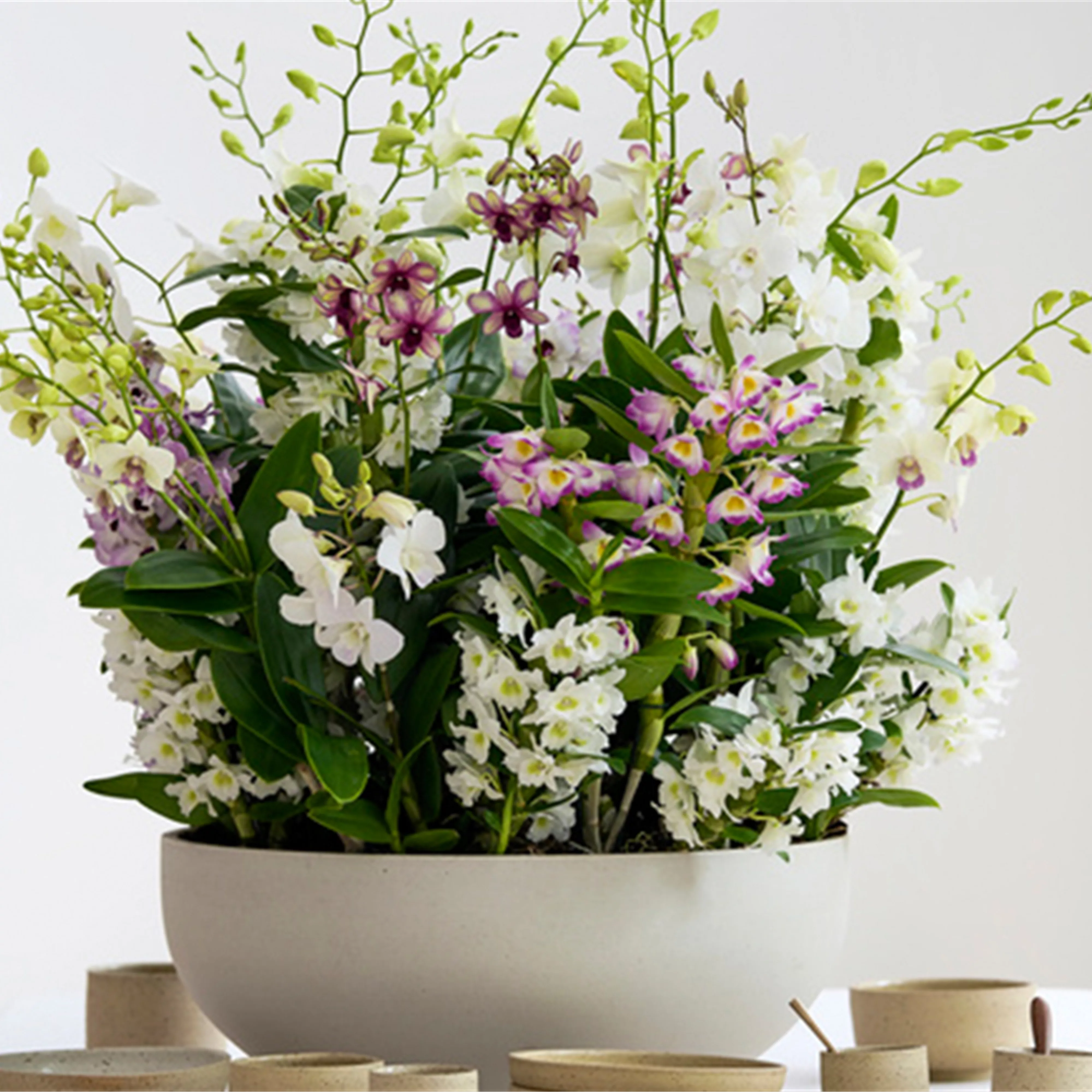 Pflanze des Monats März 2026: Dendrobium