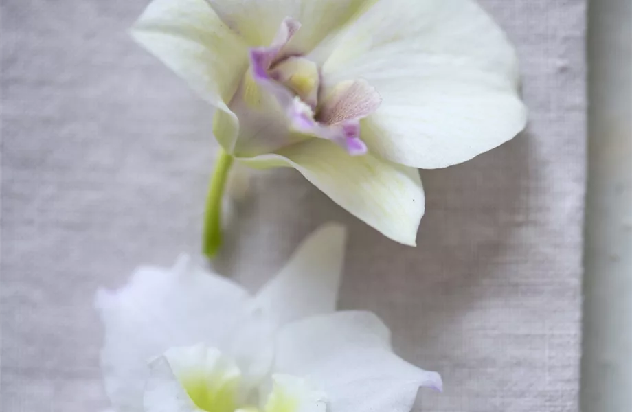 Pflanze des Monats März: Dendrobium