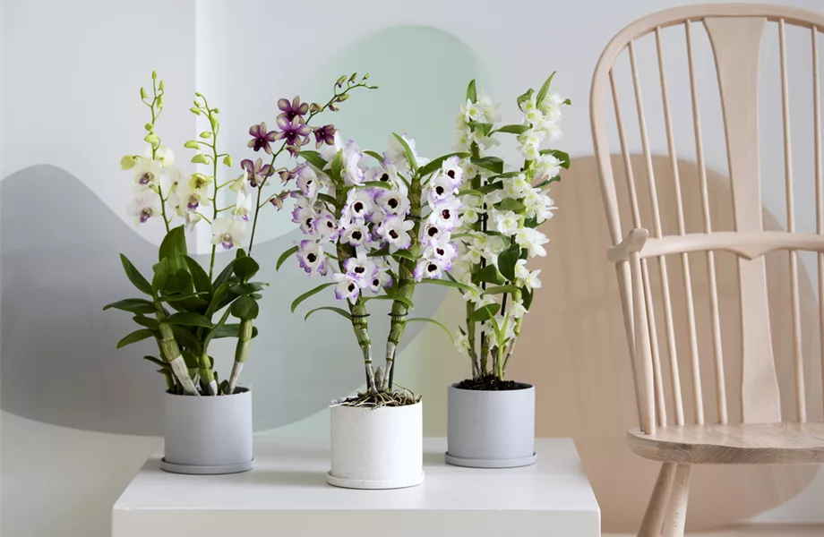 Pflanze des Monats März: Dendrobium