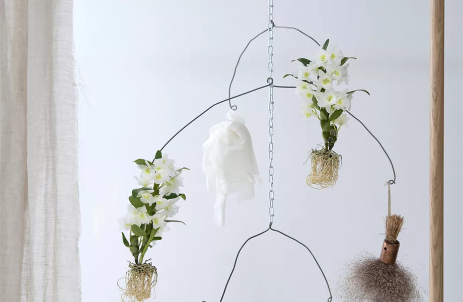 Pflanze des Monats März: Dendrobium