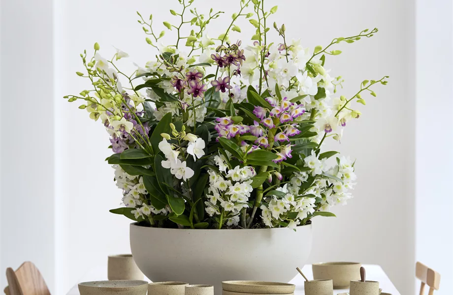 Pflanze des Monats März: Dendrobium