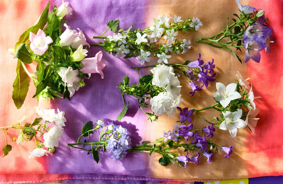 Pflanze des Monats März 2024: Campanula