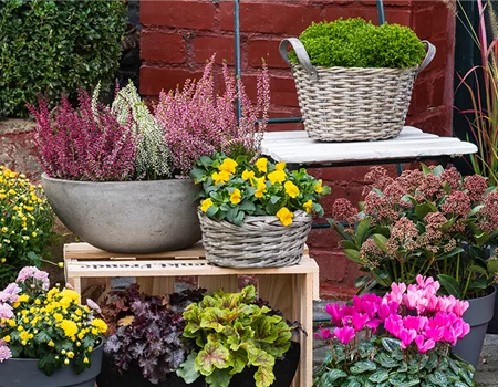 Indian Summer in heimischen Gärten