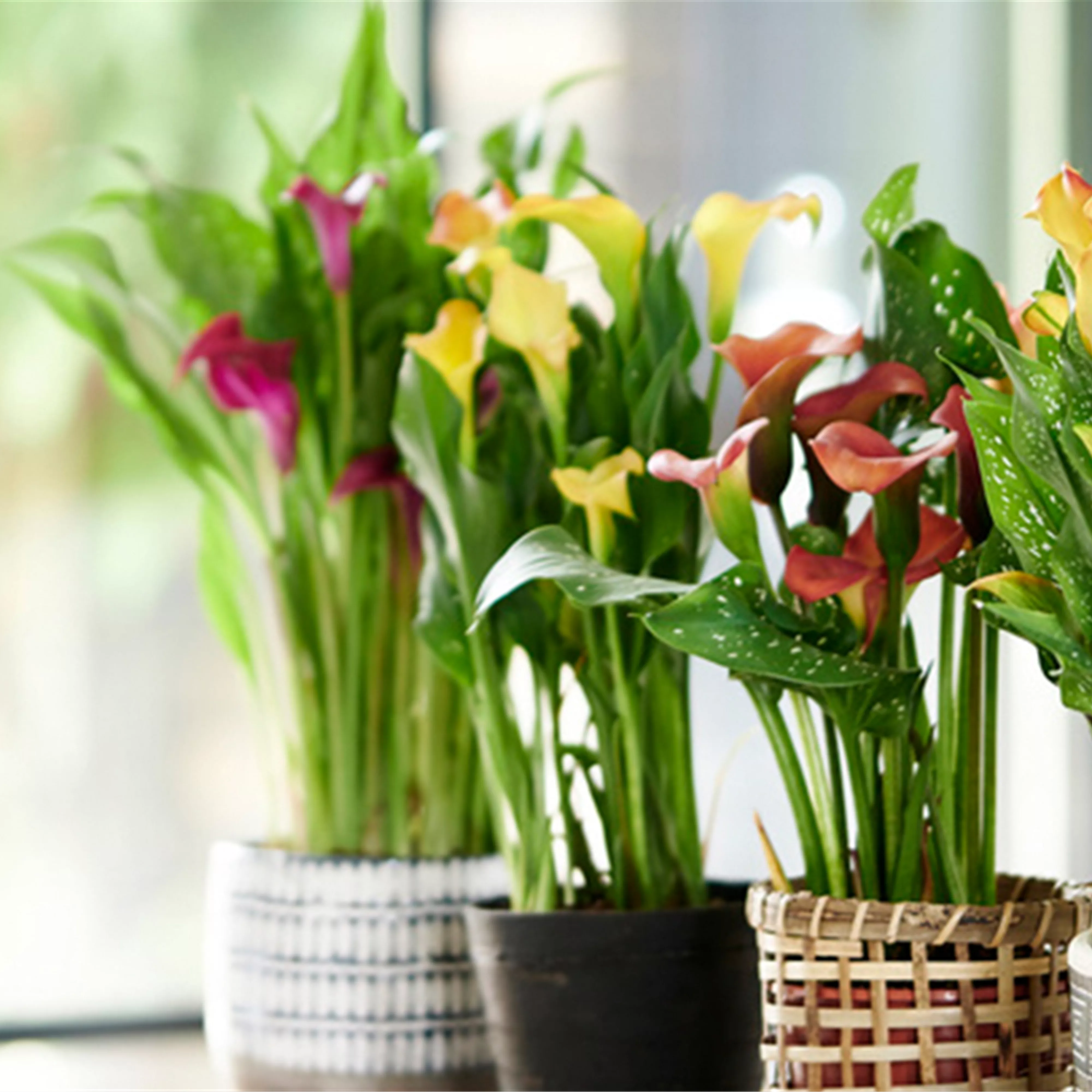 Pflanze des Monats Juni 2026: Calla