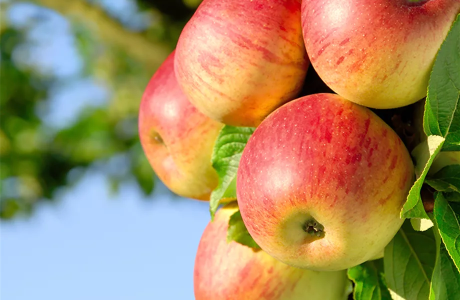 Obst verarbeiten