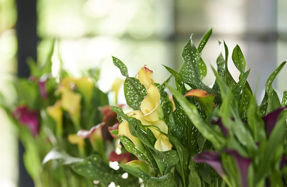 Pflanze des Monats Juni: Calla