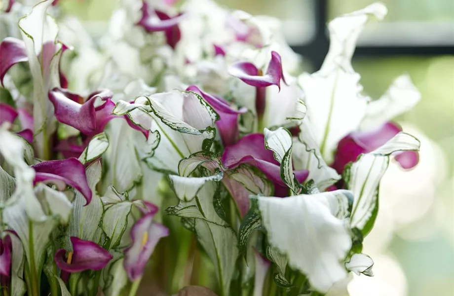 Pflanze des Monats Juni: Calla