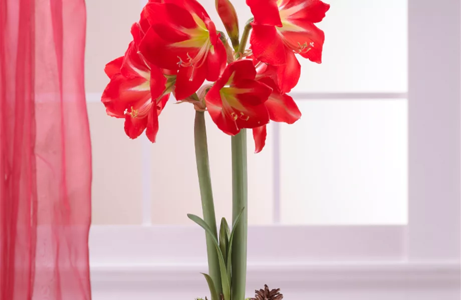 Stiel-Ikone Amaryllis