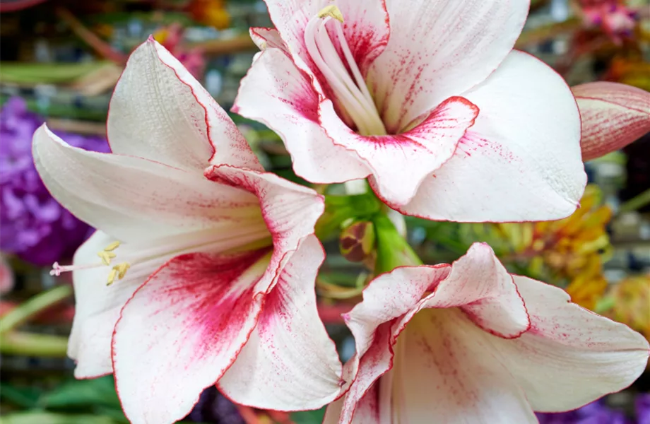Stiel-Ikone Amaryllis