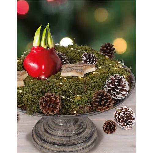 DIY-Tipp des Monats Dezember 2020