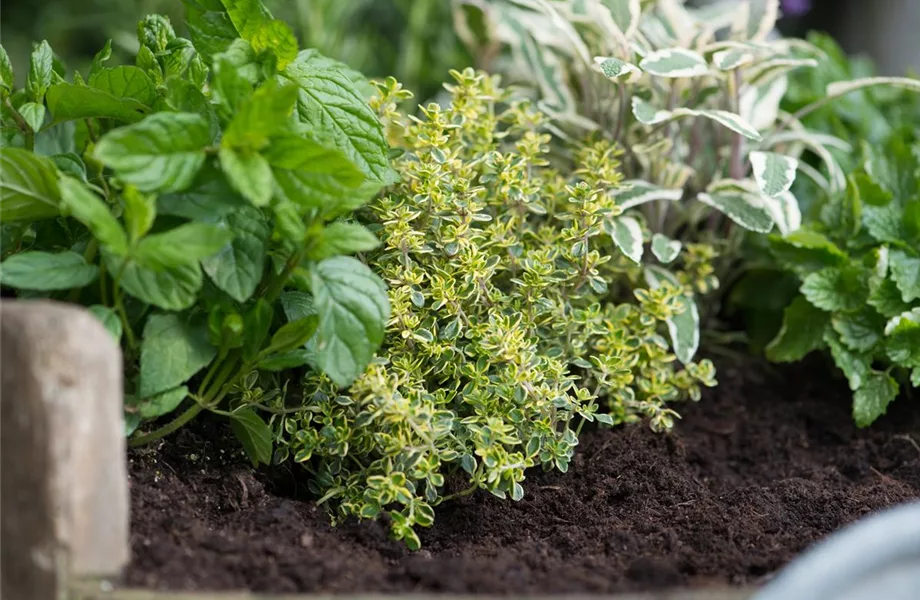Frische Kräuter selbst anbauen