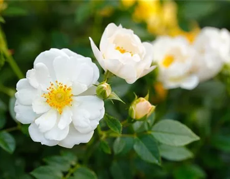 Insektenfreundliche Rosen und ihre Begleiter