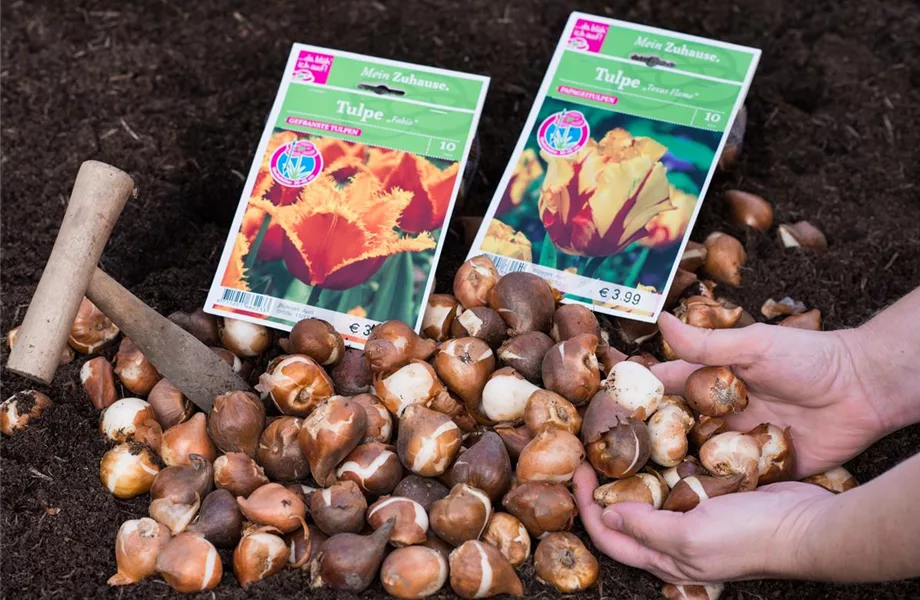 Jetzt den Frühling pflanzen