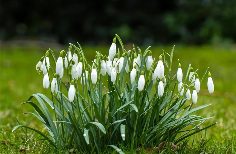 Jetzt den Frühling pflanzen