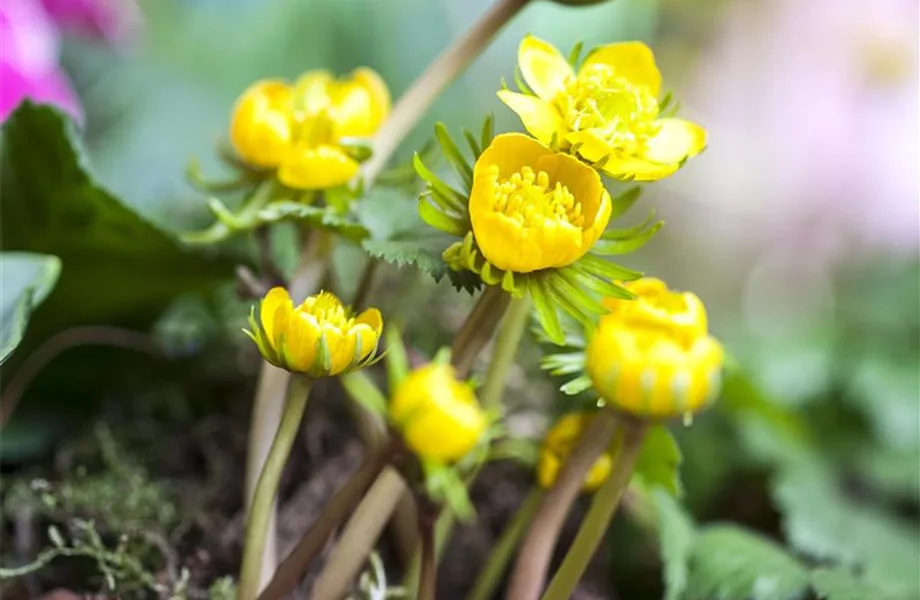 Jetzt den Frühling pflanzen