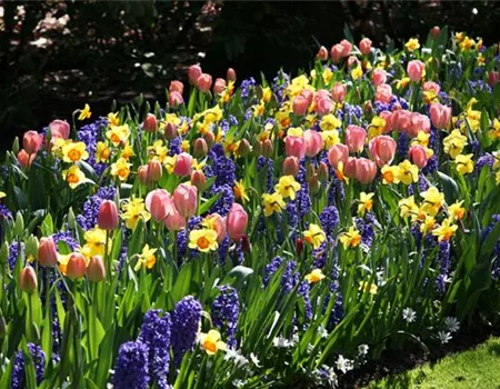 Jetzt den Frühling pflanzen