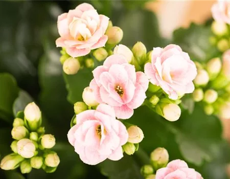 Pflanze Juli 2025: Kalanchoe