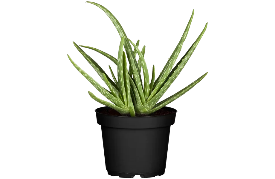 Pflanze August 2025: Aloe