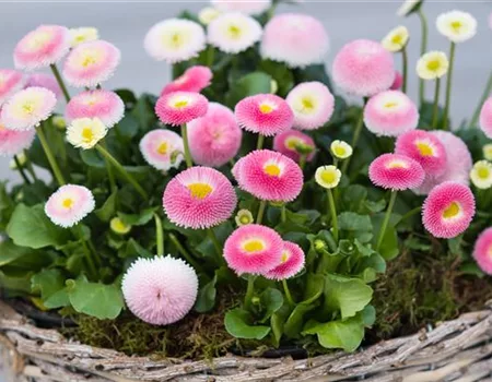 Gartenkalender März 2026