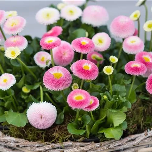 Gartenkalender März 2026